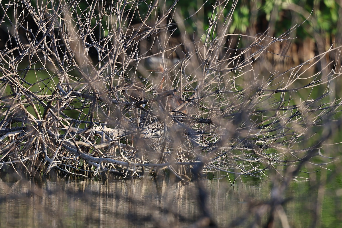 Petit Blongios - ML647052842
