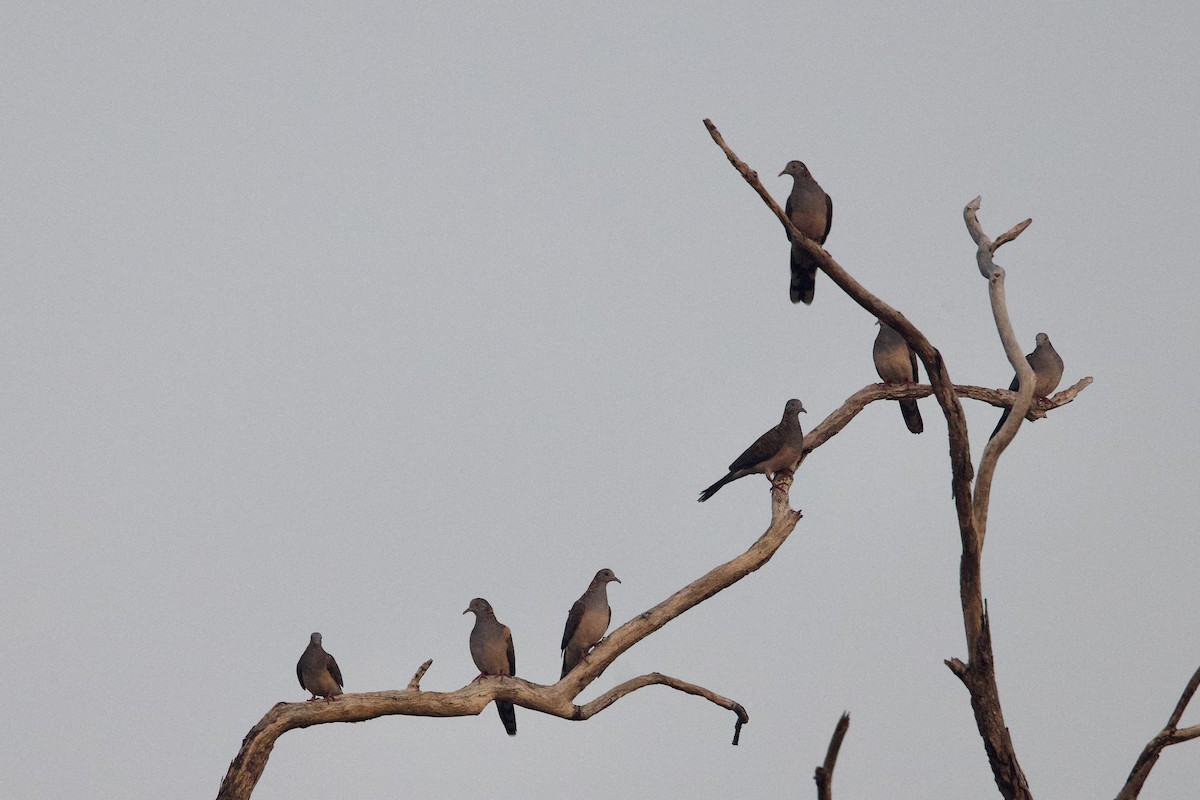 Bar-shouldered Dove - ML647052848