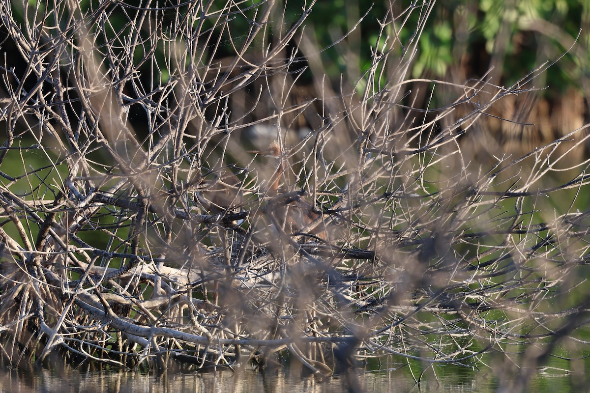 Petit Blongios - ML647052849