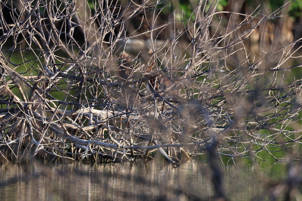 Petit Blongios - ML647052855