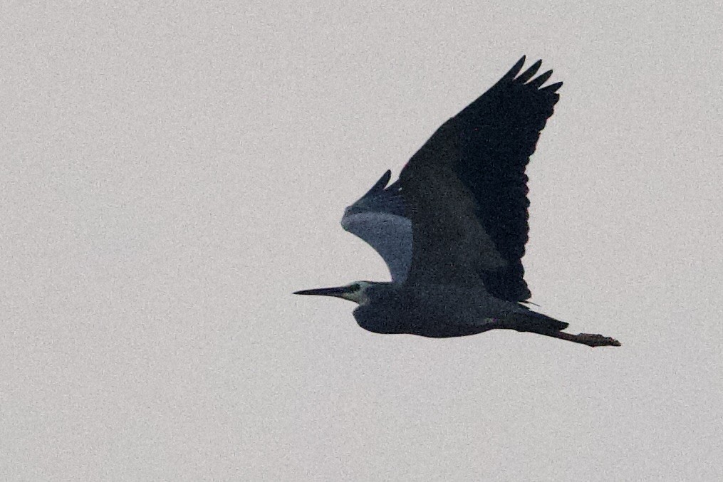 White-faced Heron - ML647052856
