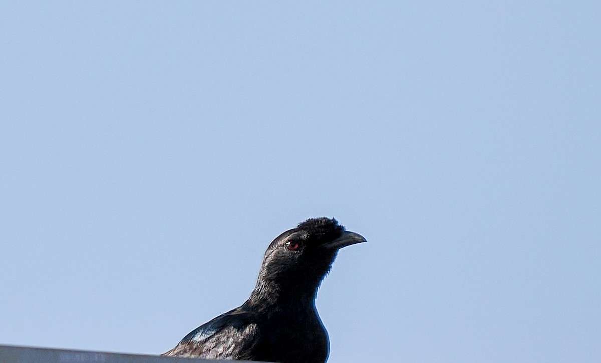 Bristle-crowned Starling - ML647052860