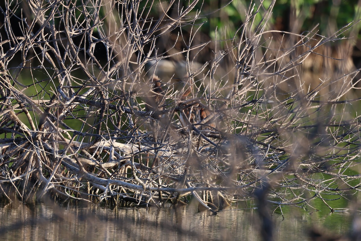 Petit Blongios - ML647052863