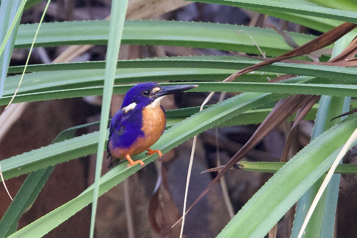 Azure Kingfisher - ML647052865