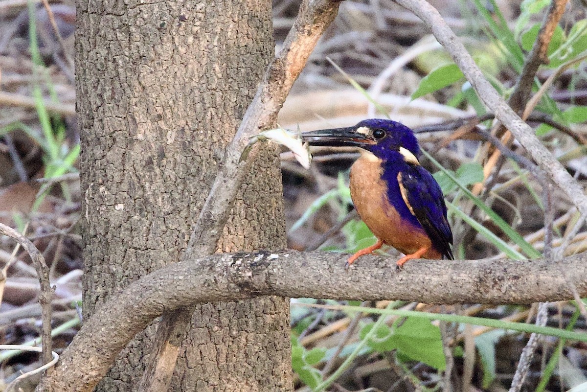 Azure Kingfisher - ML647052869
