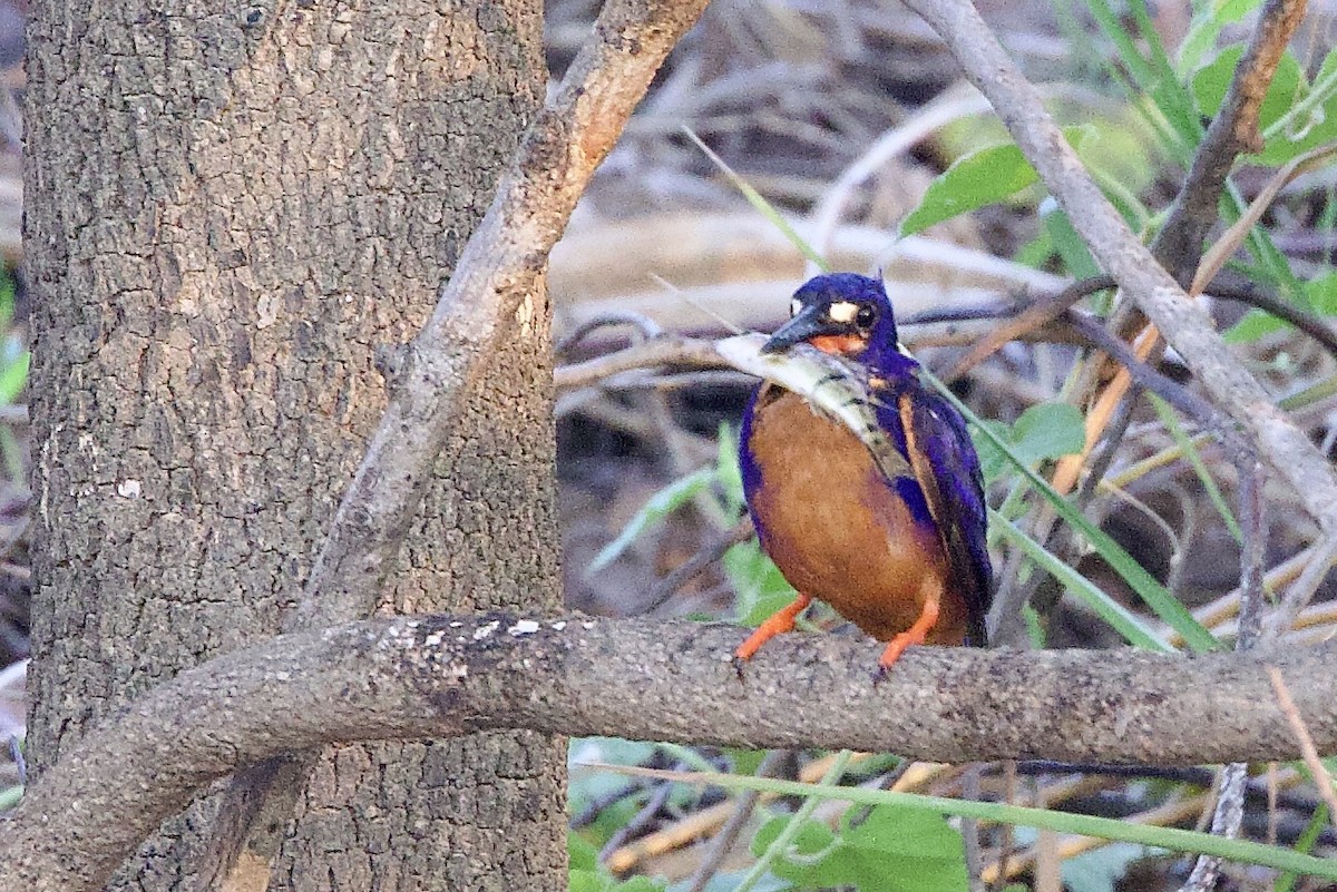 Azure Kingfisher - ML647052873