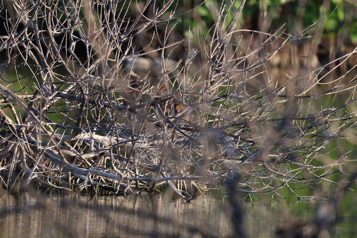 Petit Blongios - ML647052878