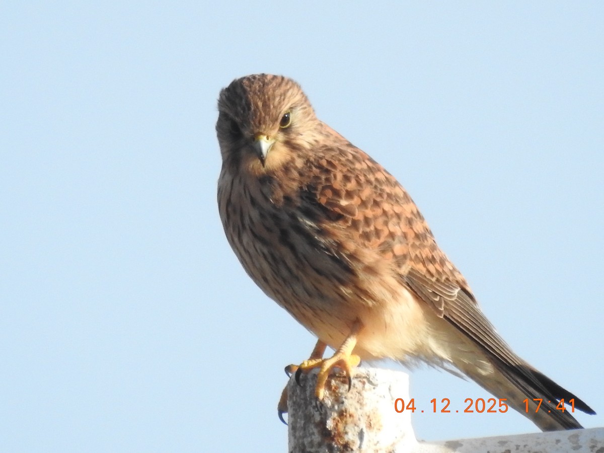 Eurasian Kestrel - ML647052883