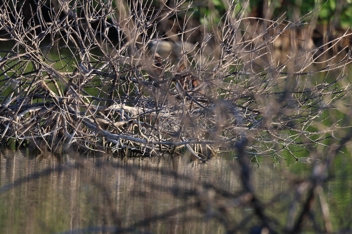 Petit Blongios - ML647052885