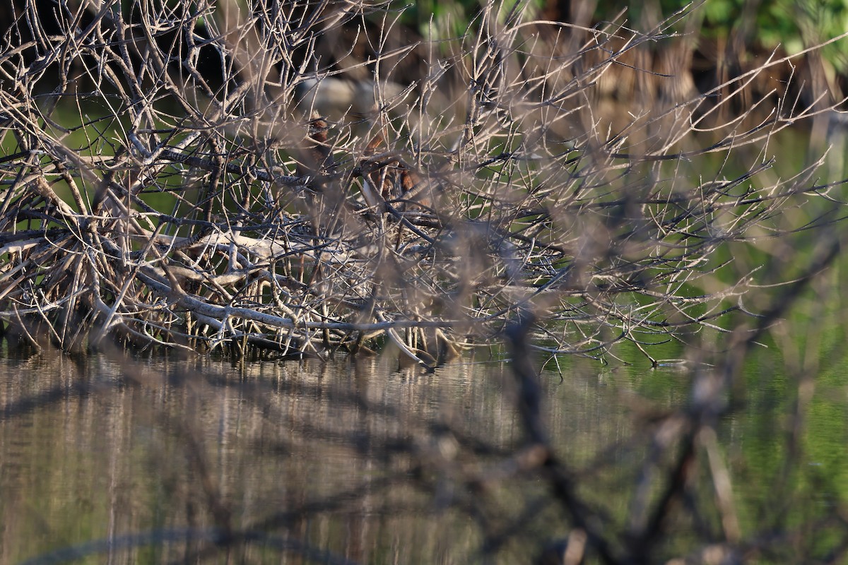 Petit Blongios - ML647052895