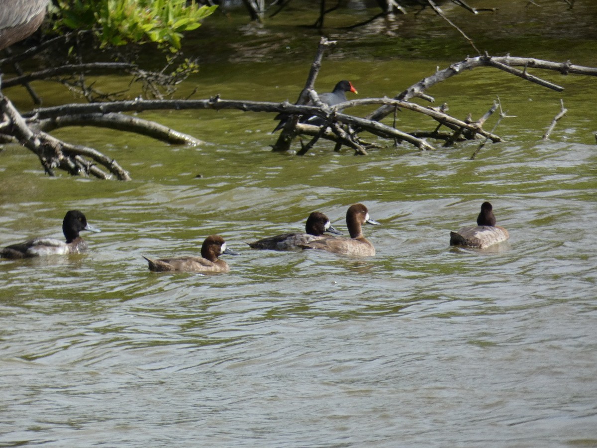 polák vlnkovaný - ML647052903