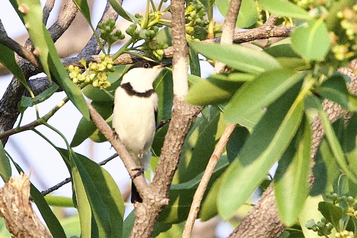 Banded Honeyeater - ML647052908