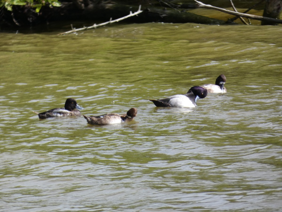 polák vlnkovaný - ML647052909