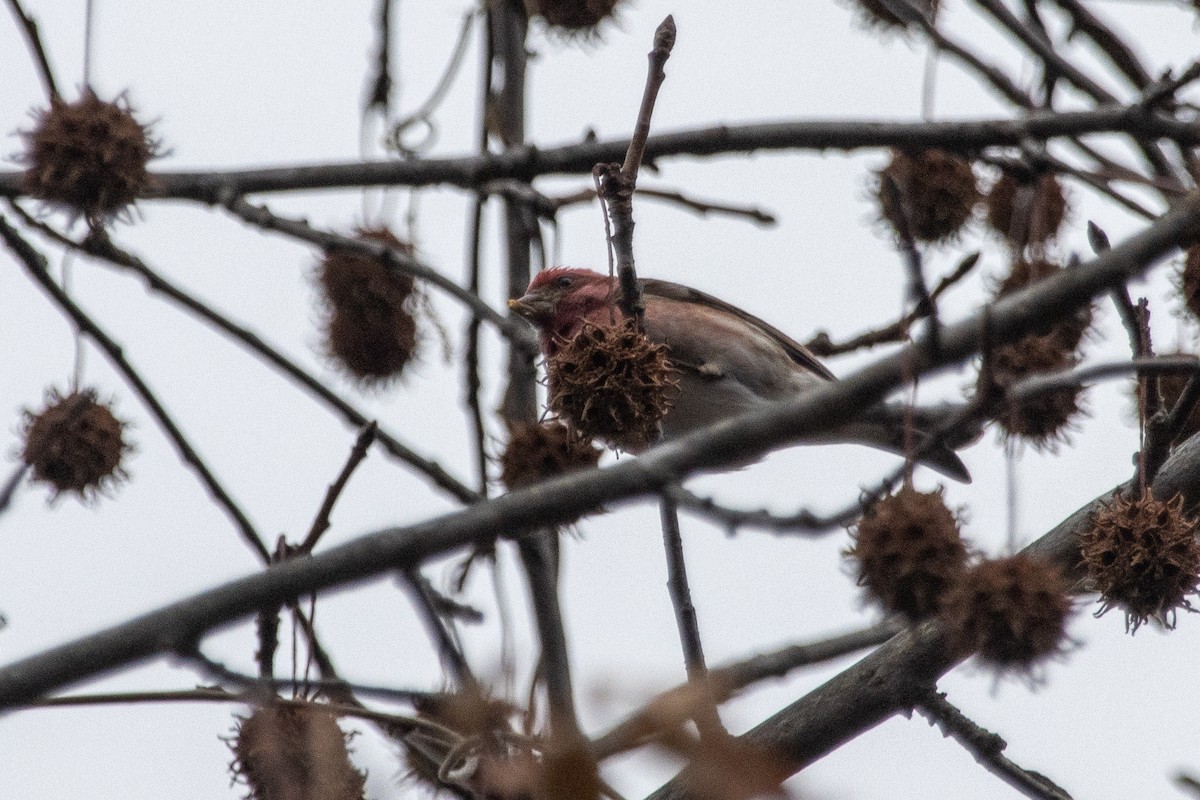 Roselin pourpré (purpureus) - ML647052910