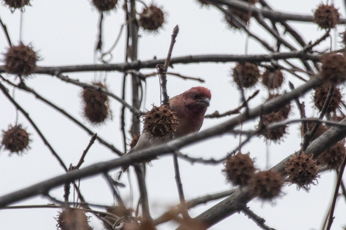 Roselin pourpré (purpureus) - ML647052911