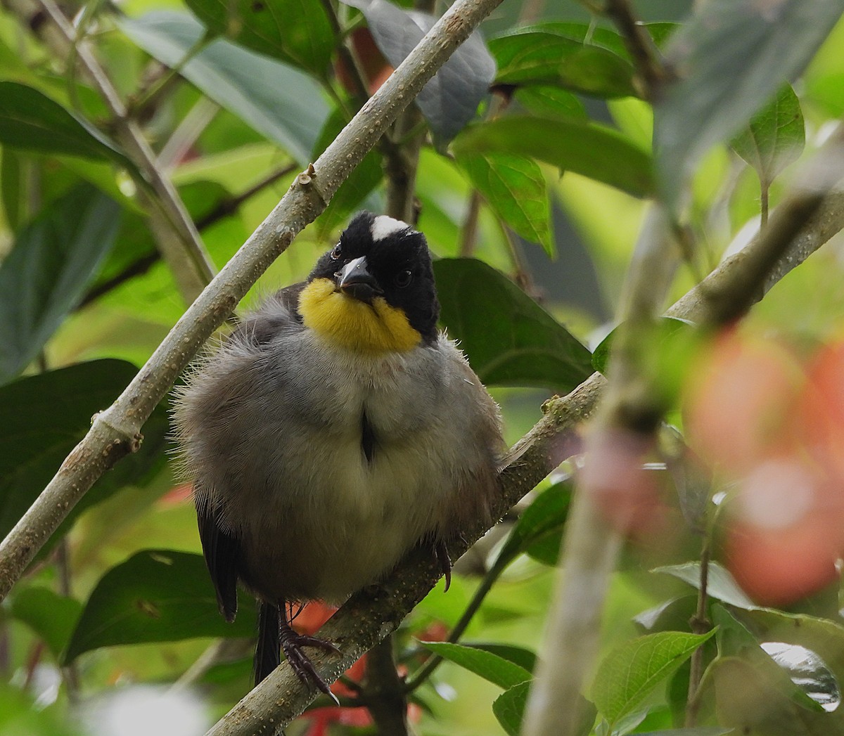 White-naped Brushfinch - ML647052914