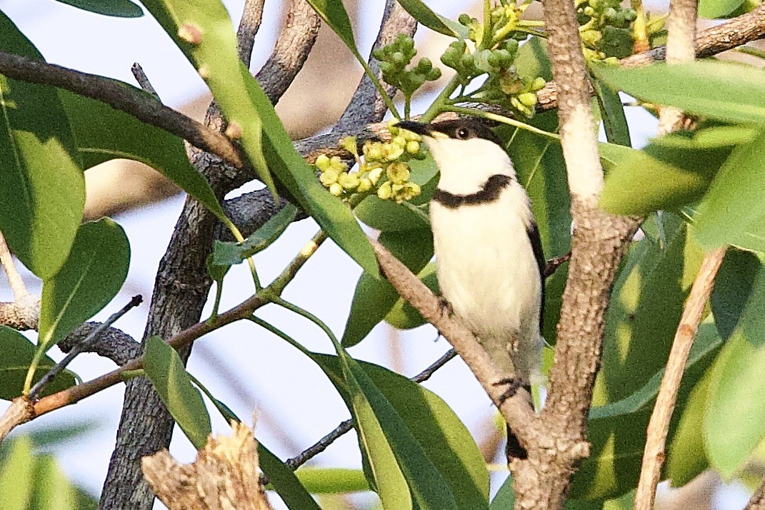 Banded Honeyeater - ML647052916
