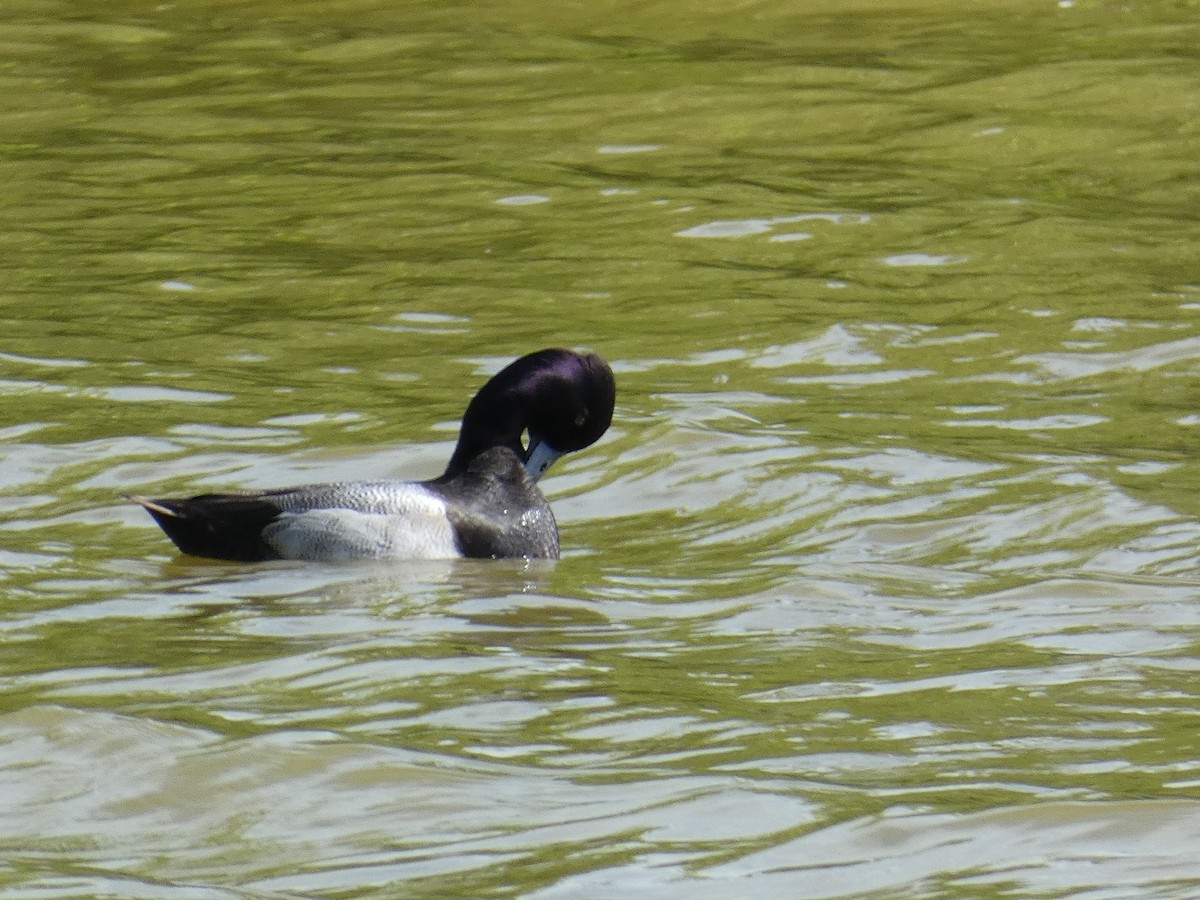 polák vlnkovaný - ML647052918