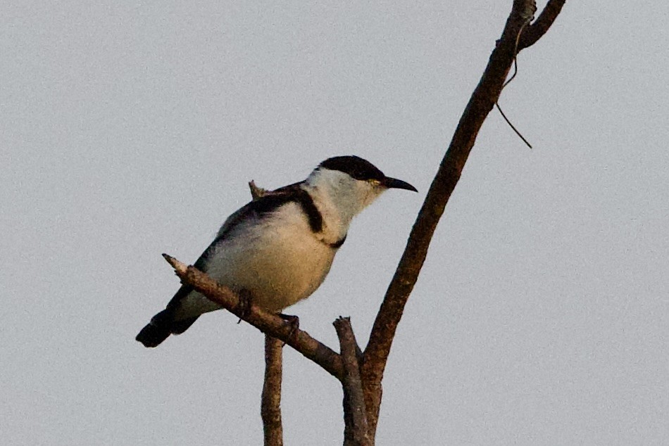 Banded Honeyeater - ML647052919