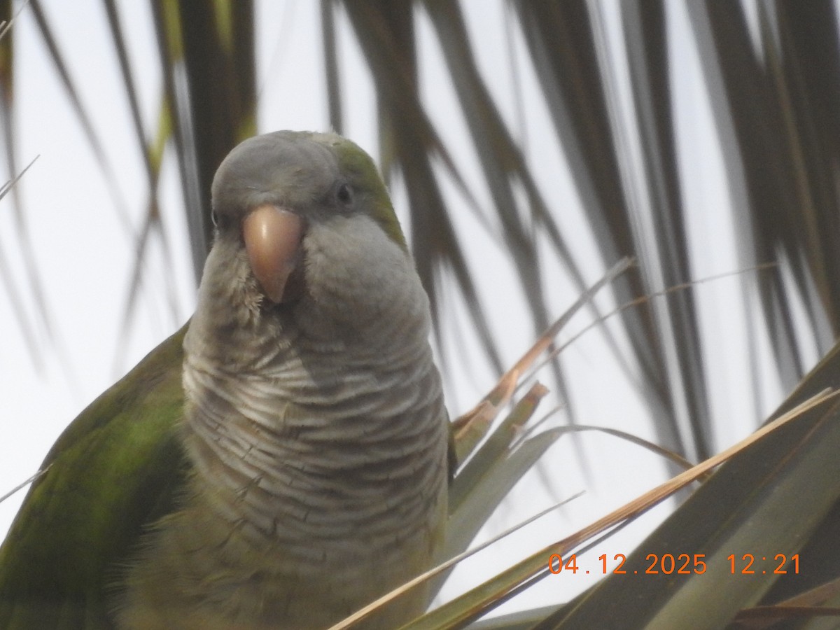 Калита сіроволий - ML647052920