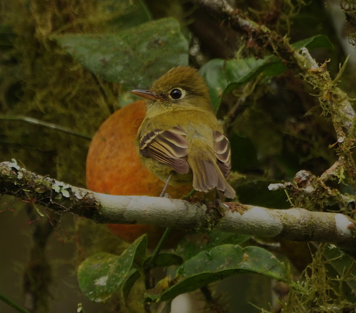 Yellowish Flycatcher - ML647052927