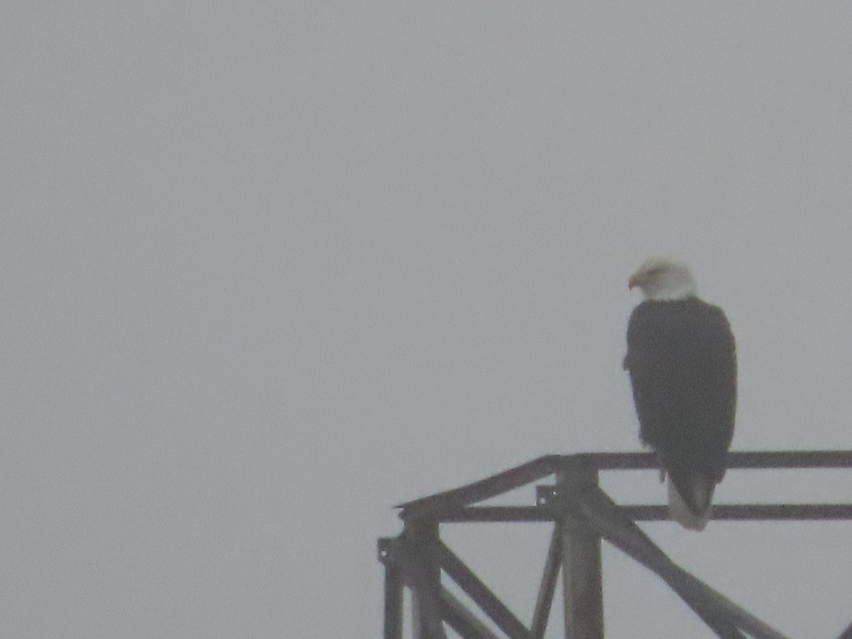 Bald Eagle - ML647052928