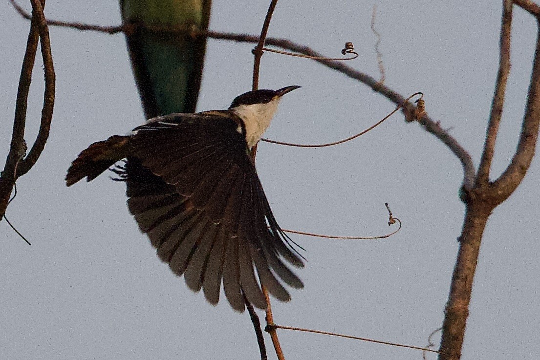 Banded Honeyeater - ML647052930