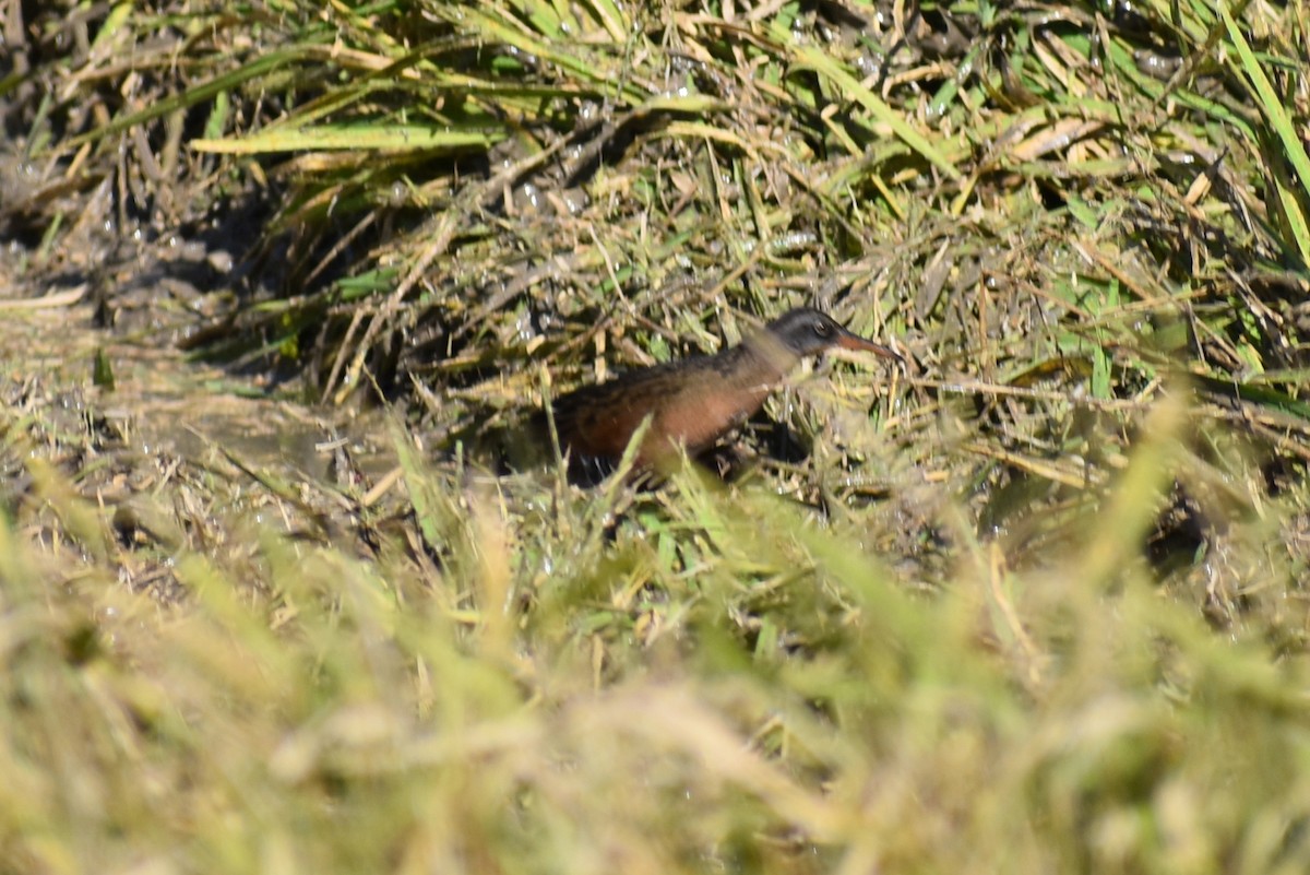 Пастушок віргінський - ML647052935