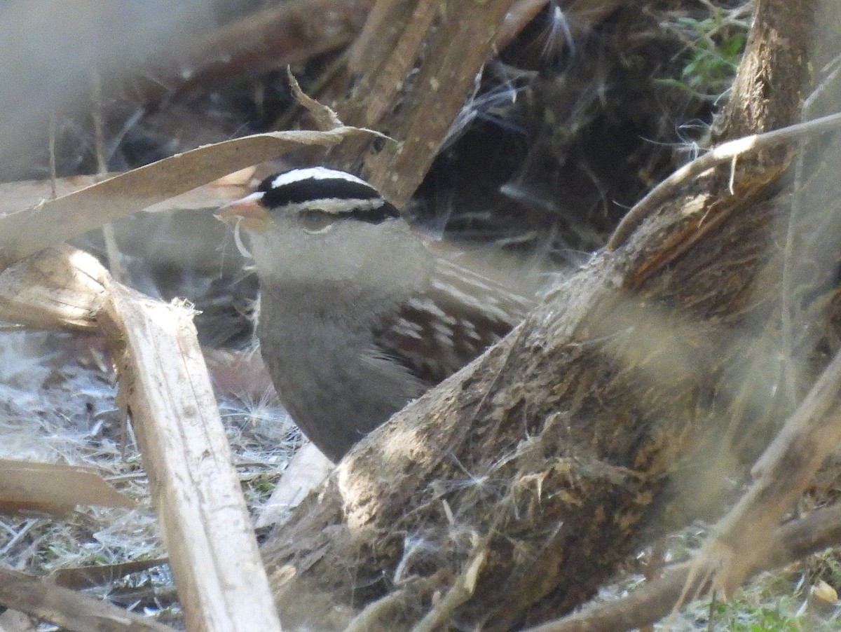 White-crowned Sparrow - ML647052938