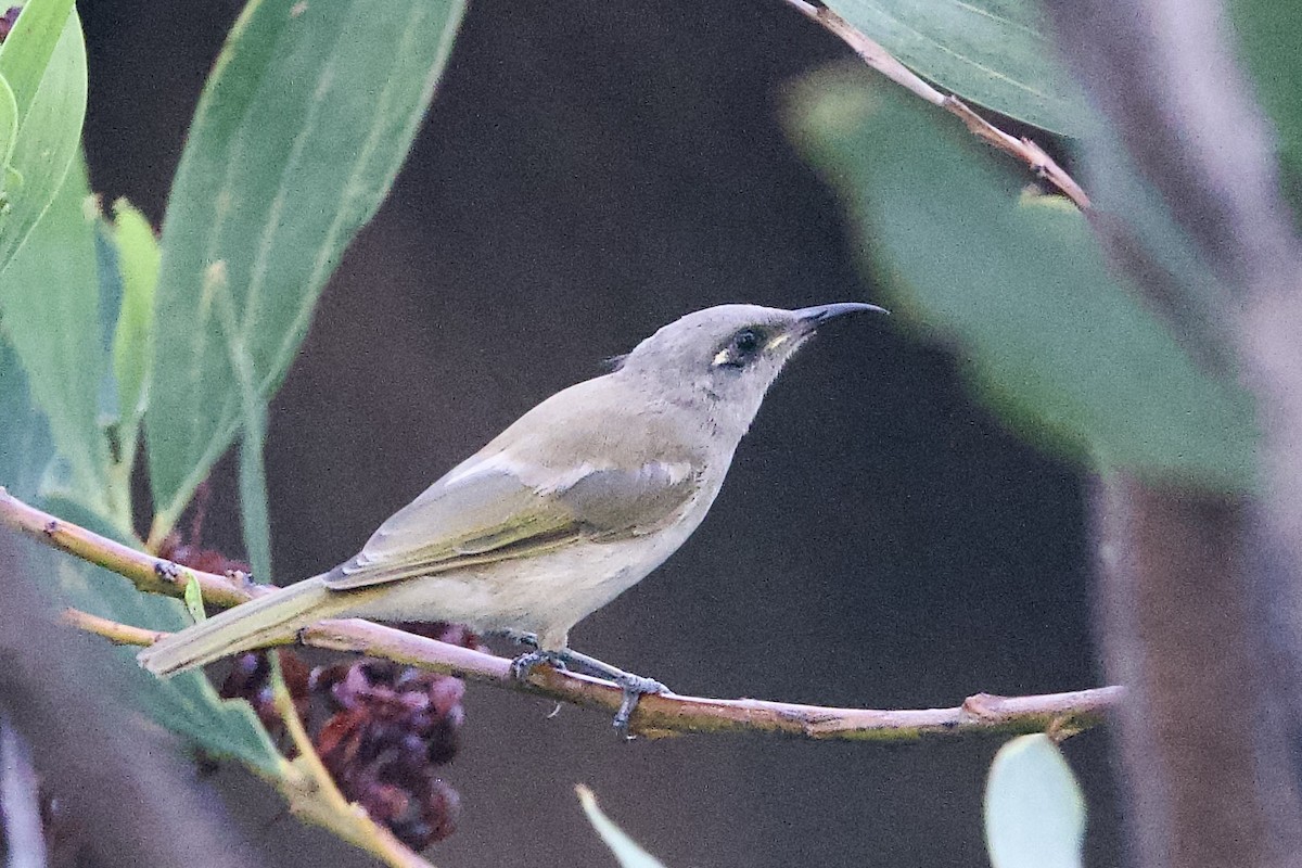 Brown Honeyeater - ML647052940