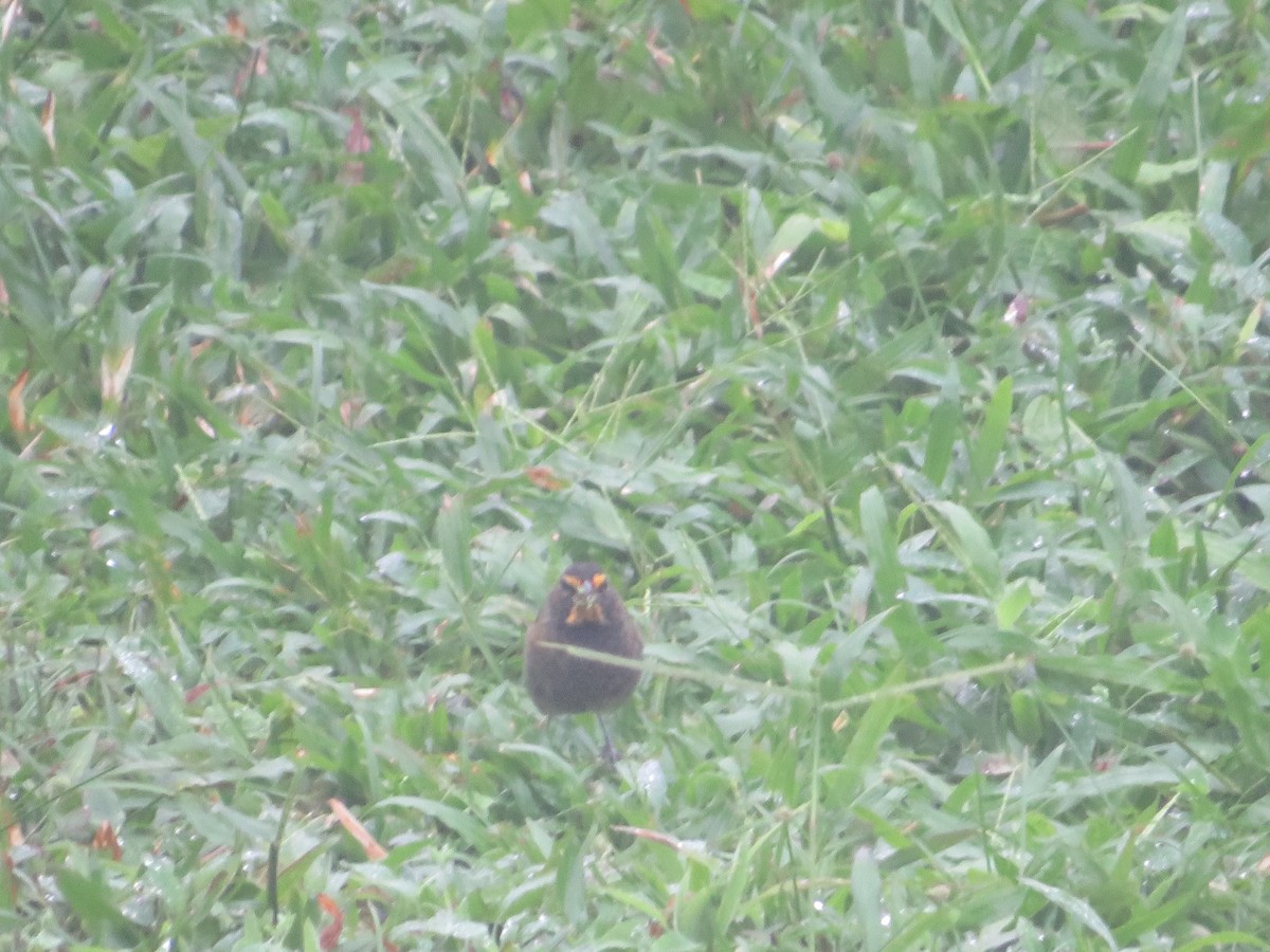 Tiaris grand-chanteur - ML647052941