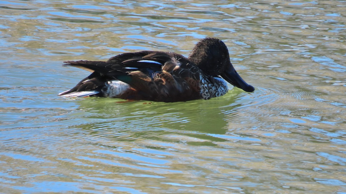 Northern Shoveler - ML647052949