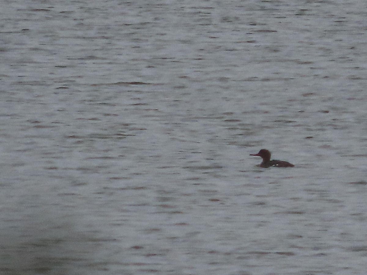 Red-breasted Merganser - ML647052971