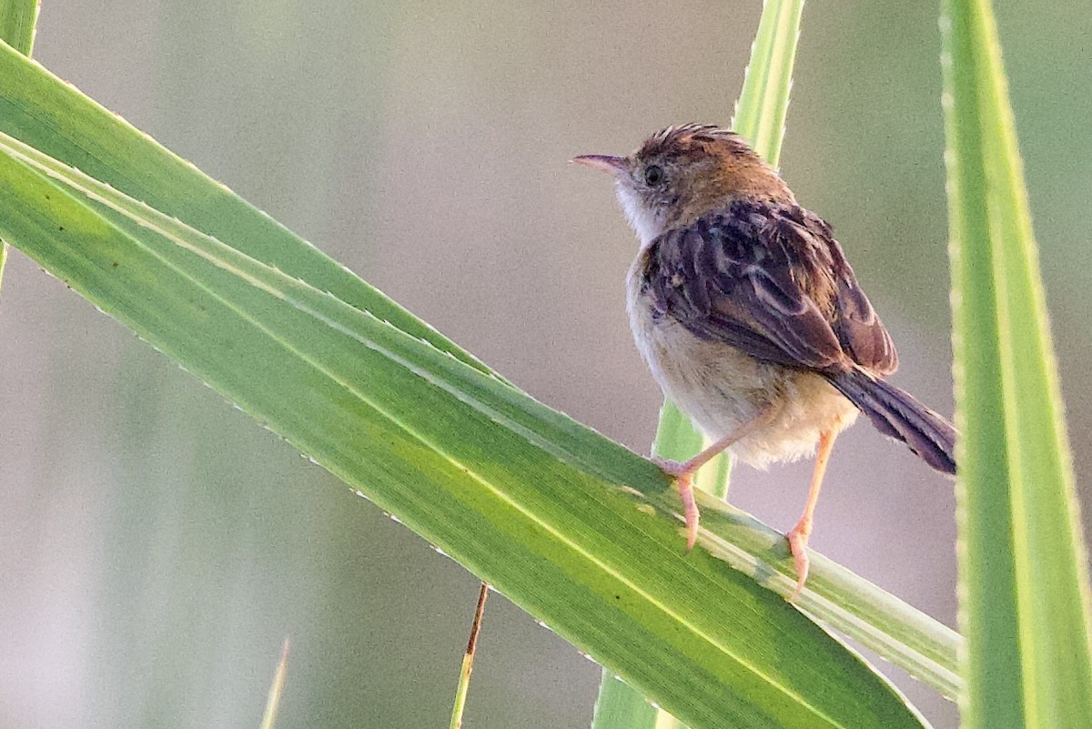 Golden-headed Cisticola - ML647052973
