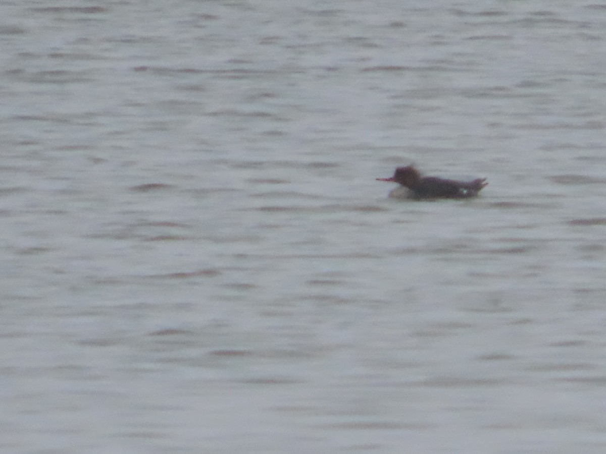 Red-breasted Merganser - ML647052982