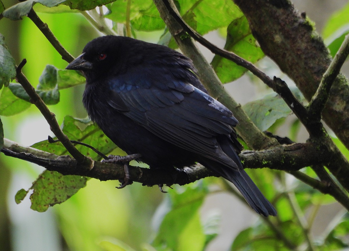 Bronzed Cowbird - ML647052983