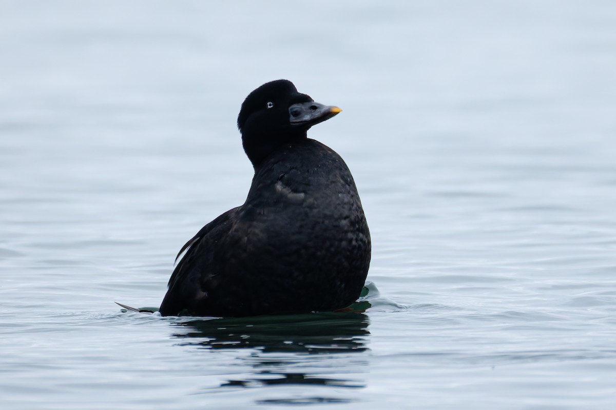 Negrón Careto - ML647052985