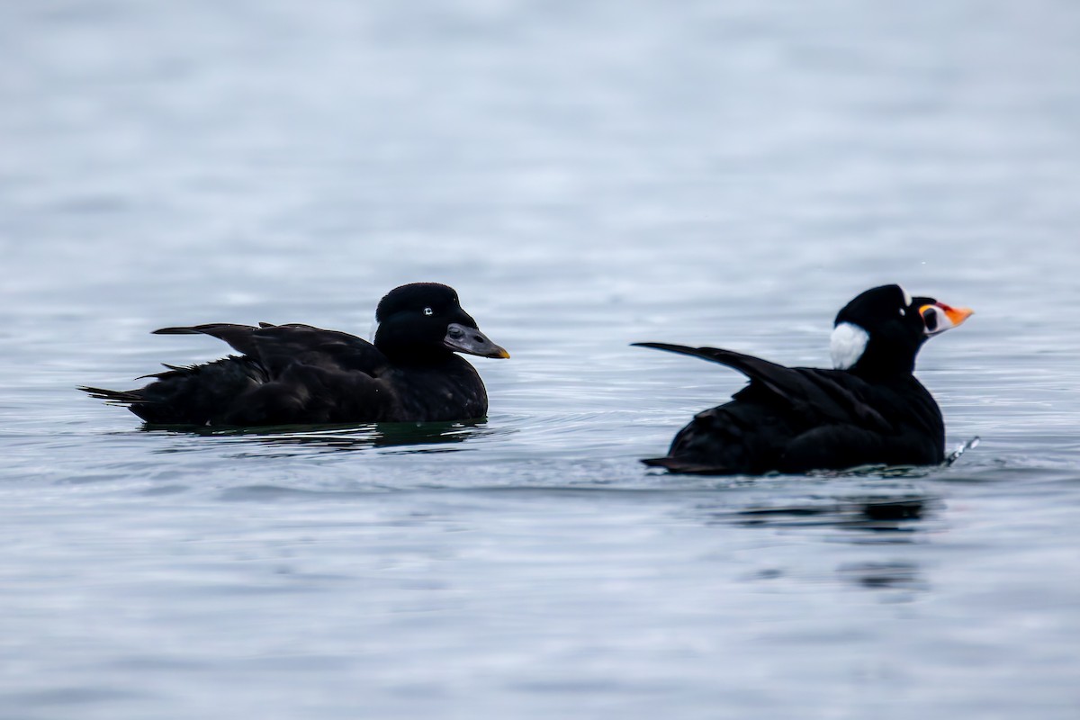Negrón Careto - ML647052986