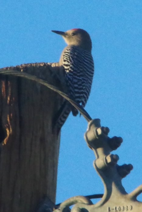 Gila Woodpecker - ML647052991