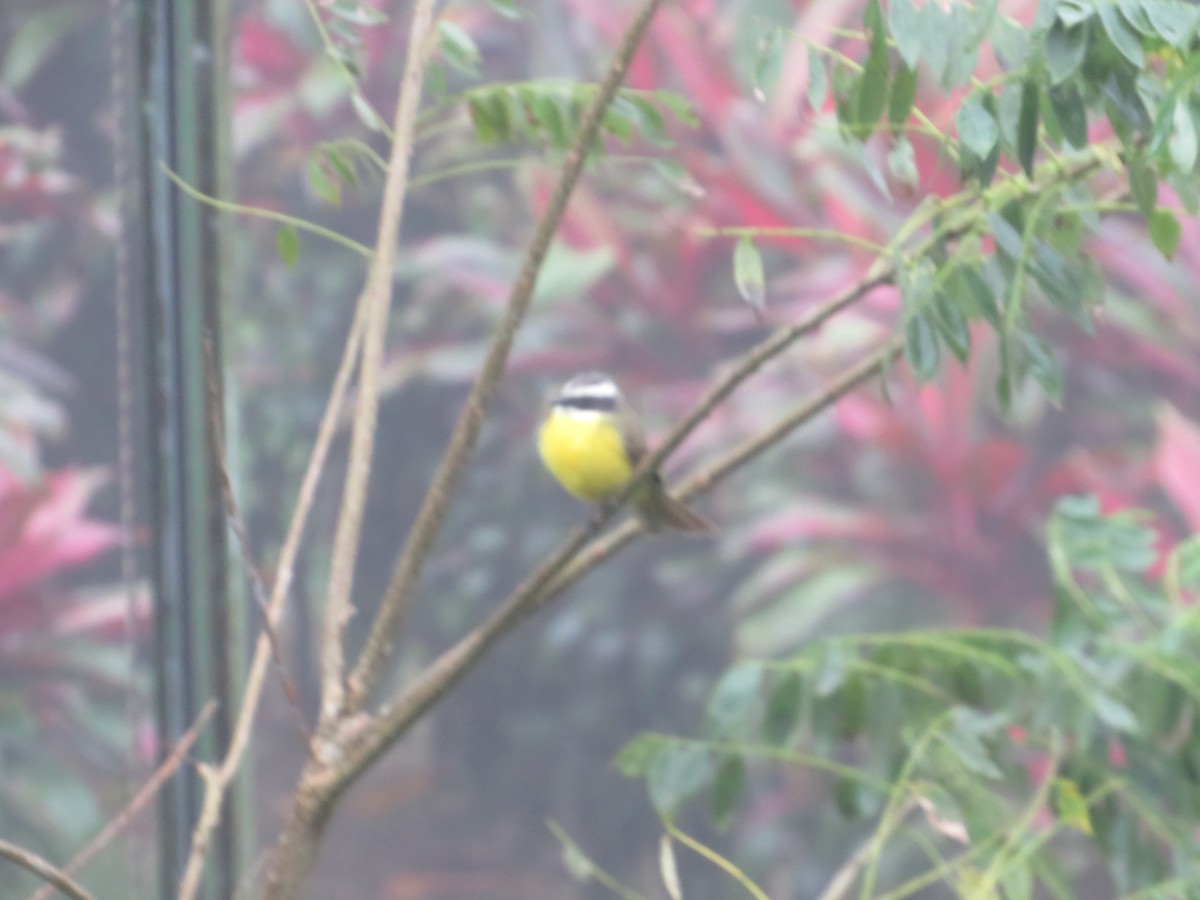 Social Flycatcher - ML647053000