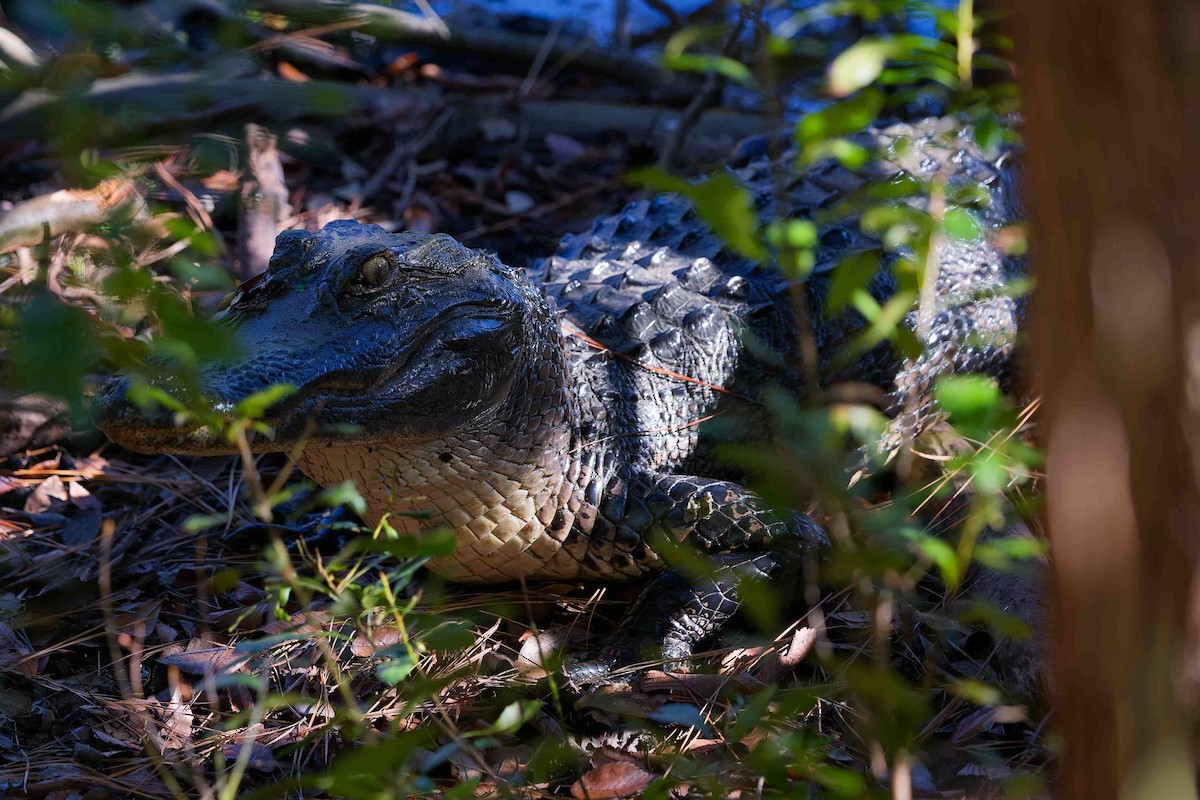 Animals - ML647053001