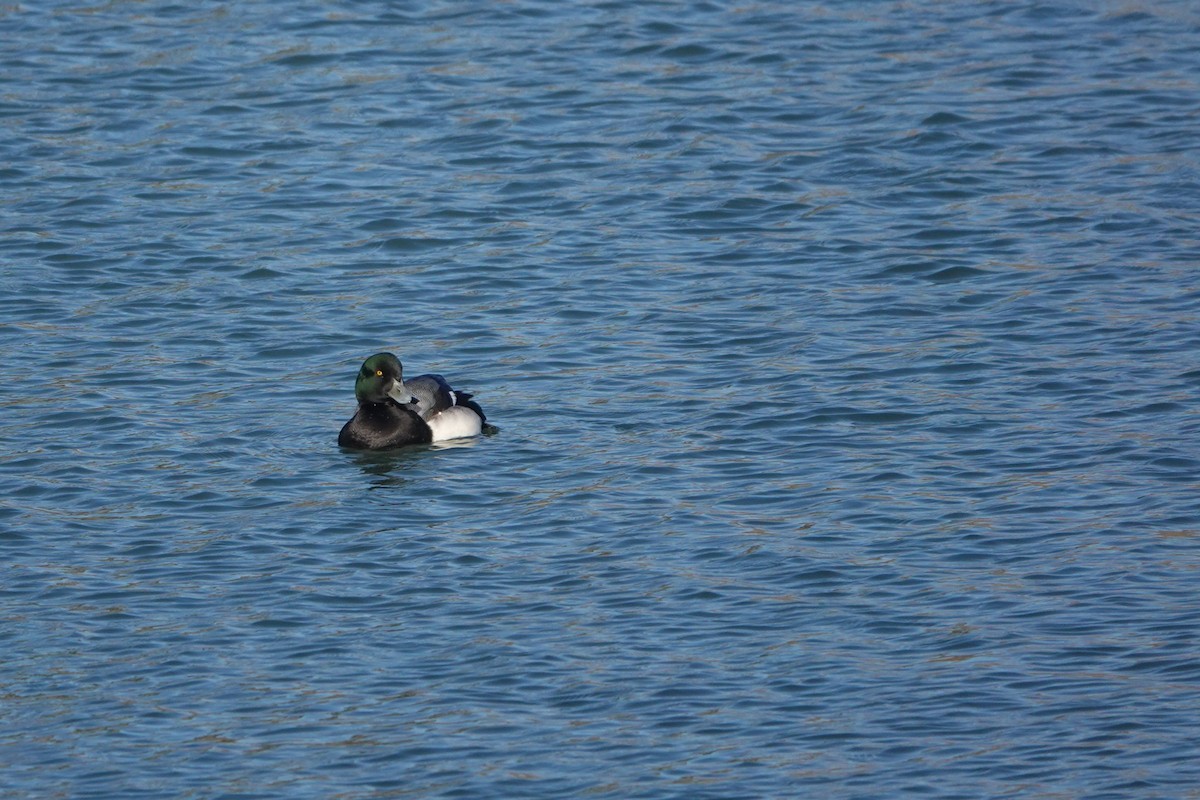 Greater Scaup - ML647053003