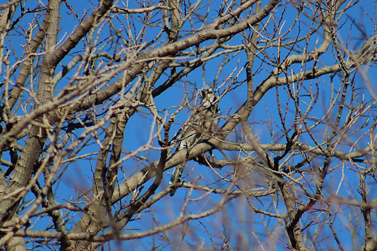 Blue Jay - ML647053016