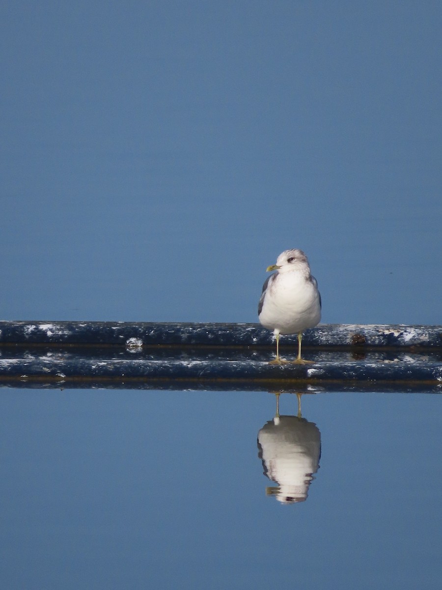 Short-billed Gull - ML647053020