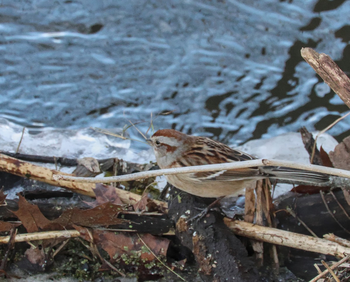 ムナフヒメドリ - ML647053022