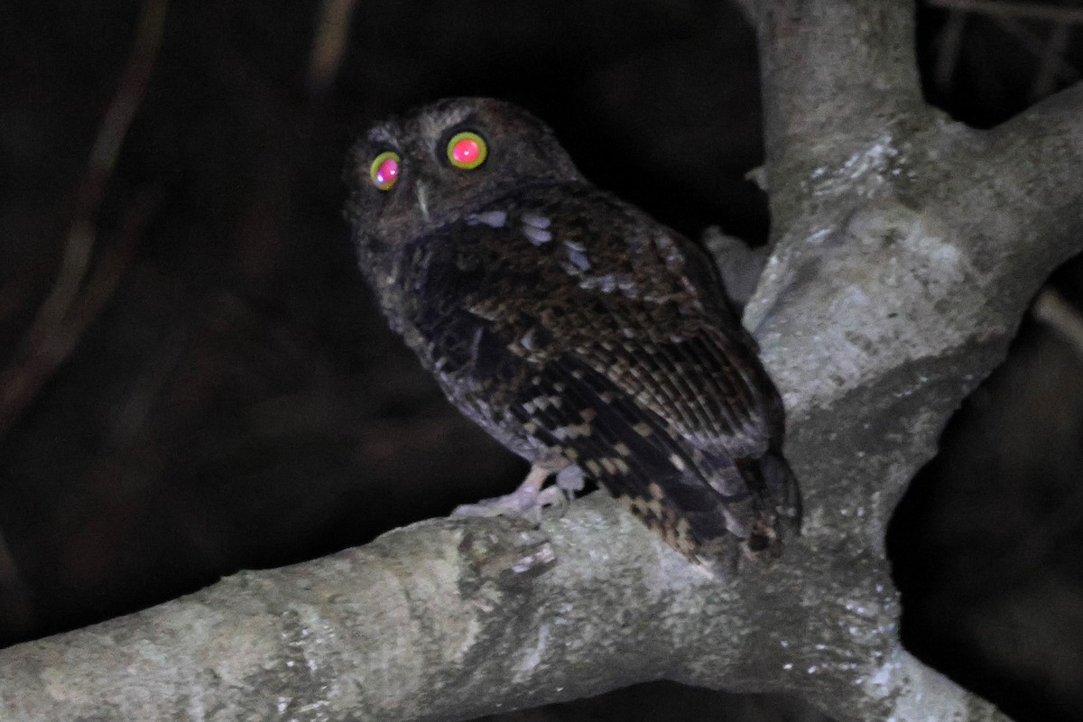 Bare-shanked Screech-Owl - ML647053037