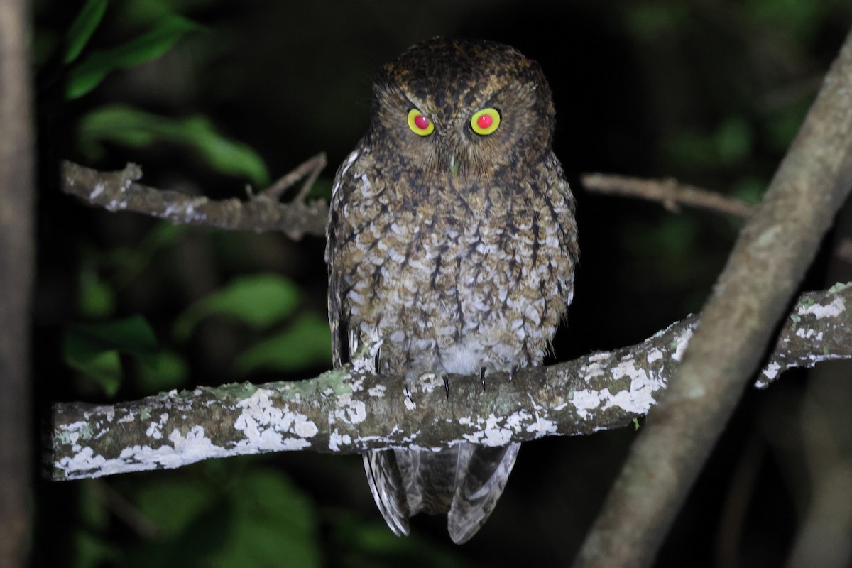Bare-shanked Screech-Owl - ML647053038
