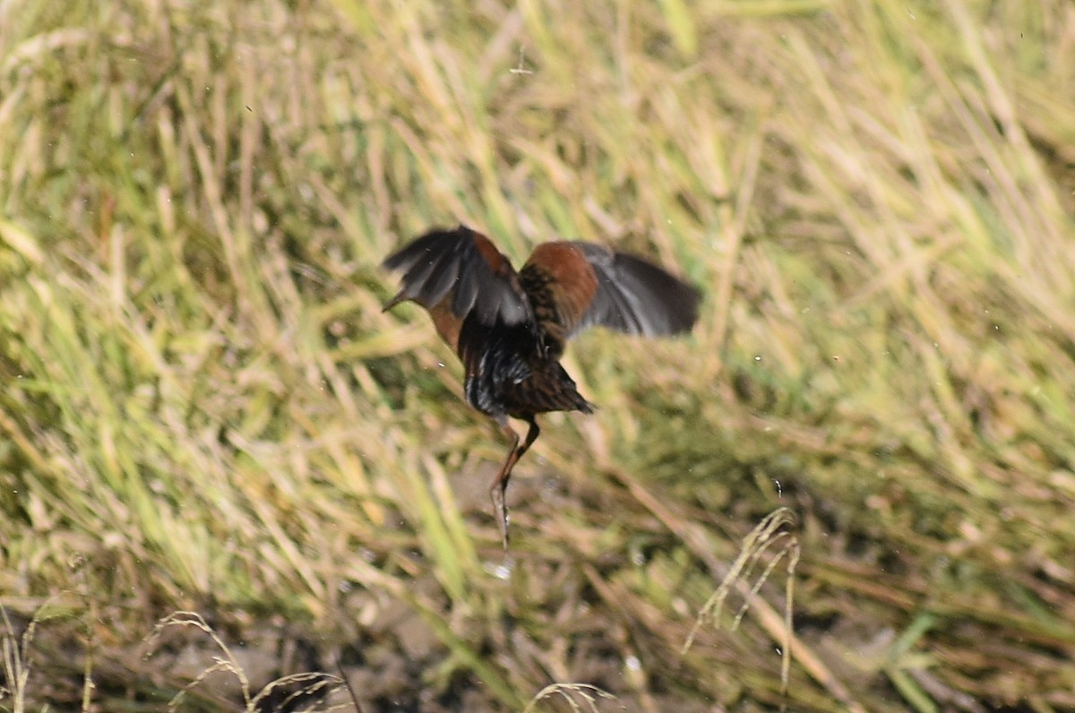 Пастушок віргінський - ML647053040