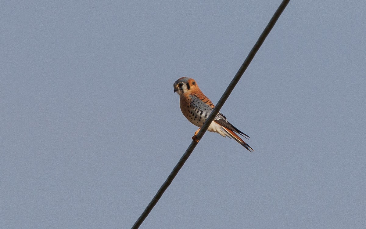 American Kestrel - ML647053051