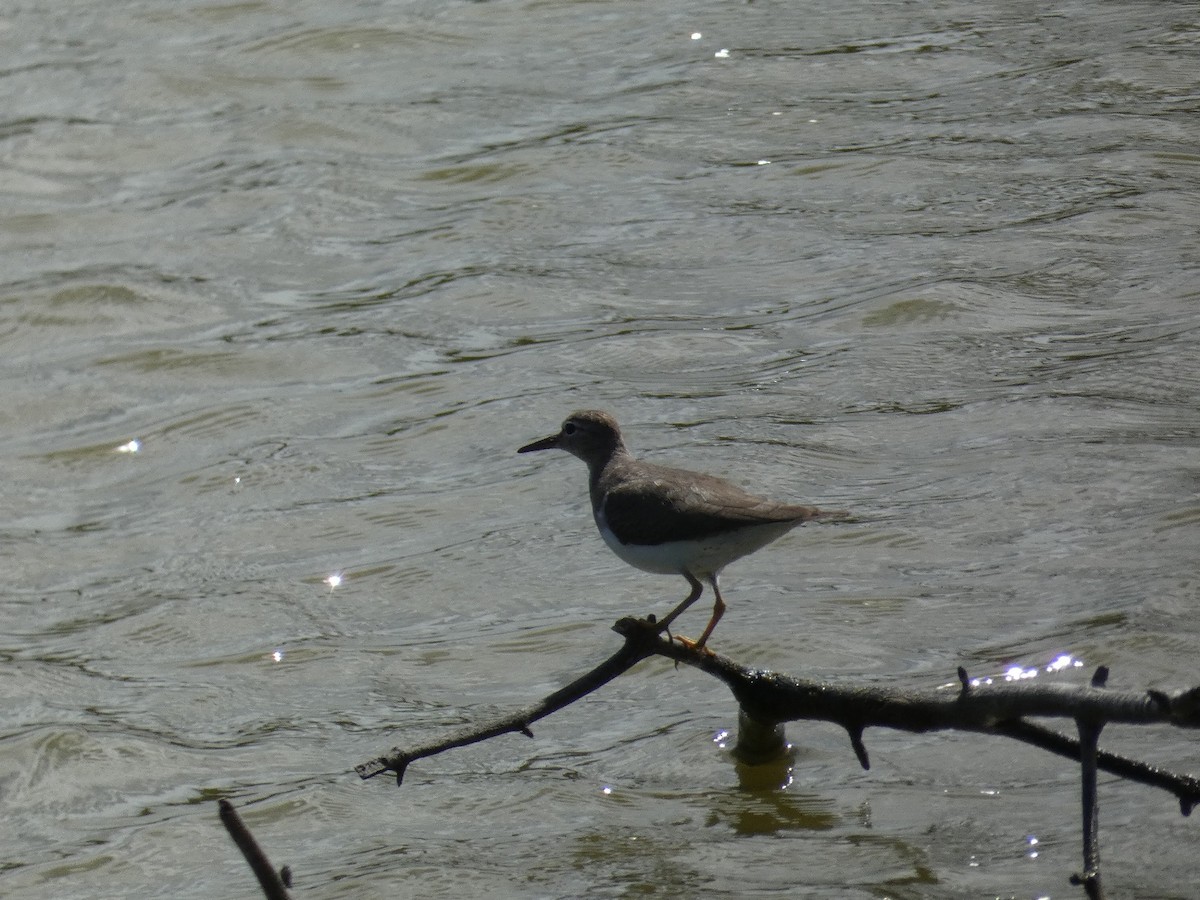 pisík americký - ML647053053